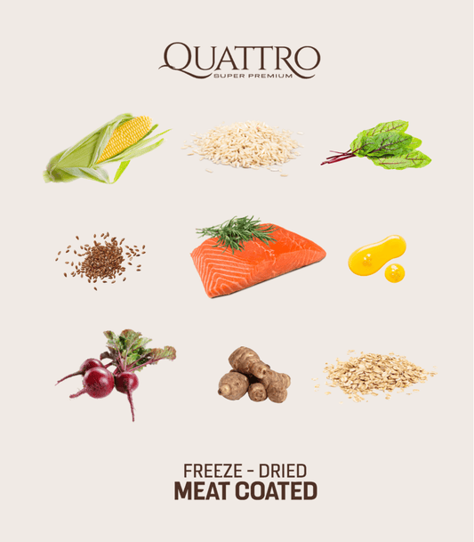 Quattro Extra salmon Sausas pašaras visų veislių suaugusiems šunims su gardžia lašiša