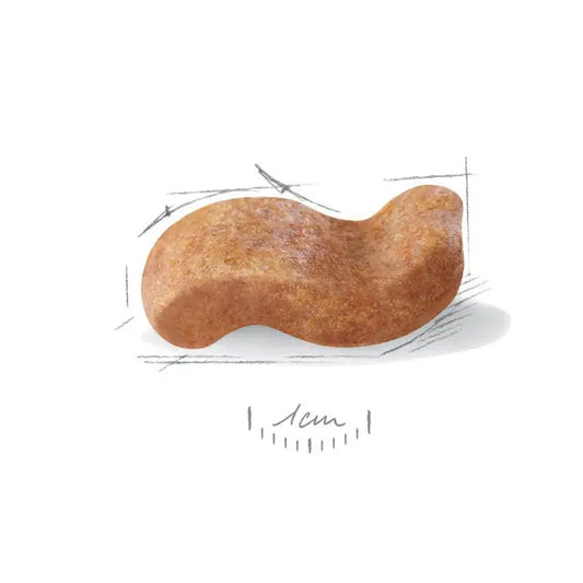 Royal Canin Boxer Adult sausas maistas bokserių veislės šunims, 12 kg grūdelis