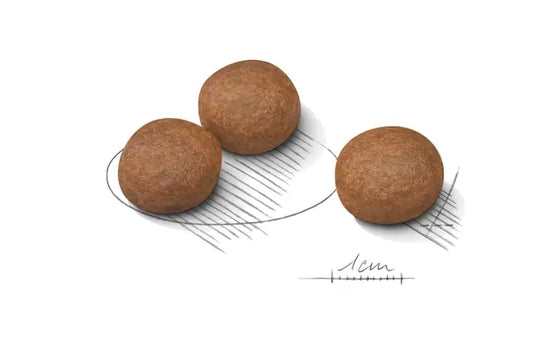 Royal Canin Dog Digestive Care Medium visavertis pašaras šunims turintiems jautrų virškinimą grūdeliai