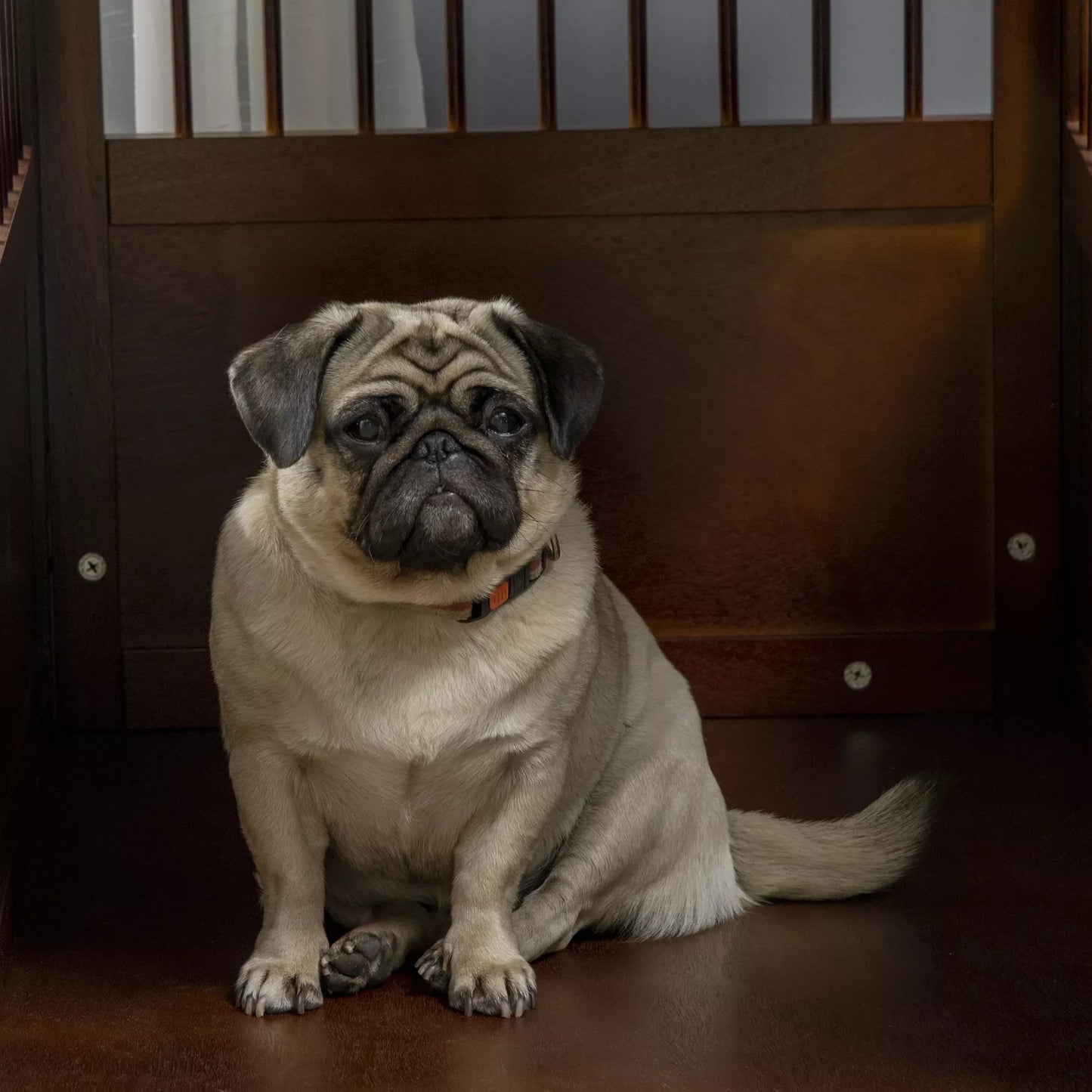 Suņu būris ar slēdzeni, pacelta pamatne, transportēšanas kaste, 80,5 cm x 59,5 cm x 67,5 cm, brūns