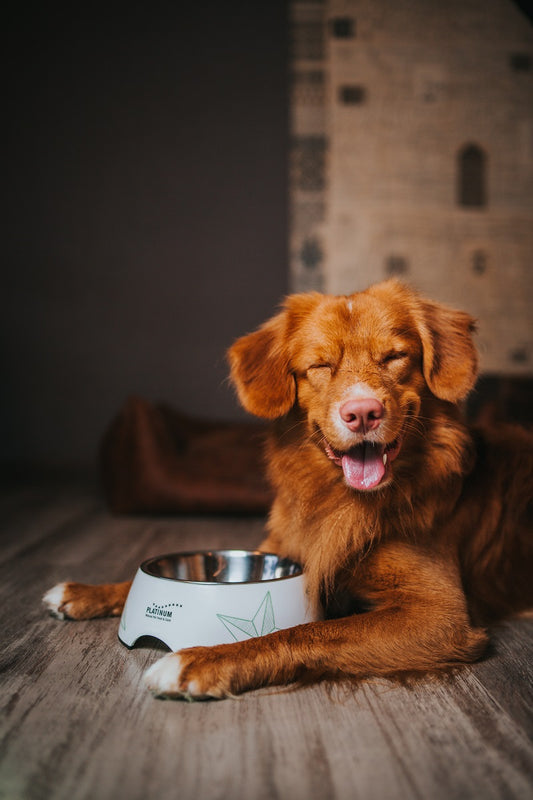 Platinum VetActive hipoalerginis pašaras šunims