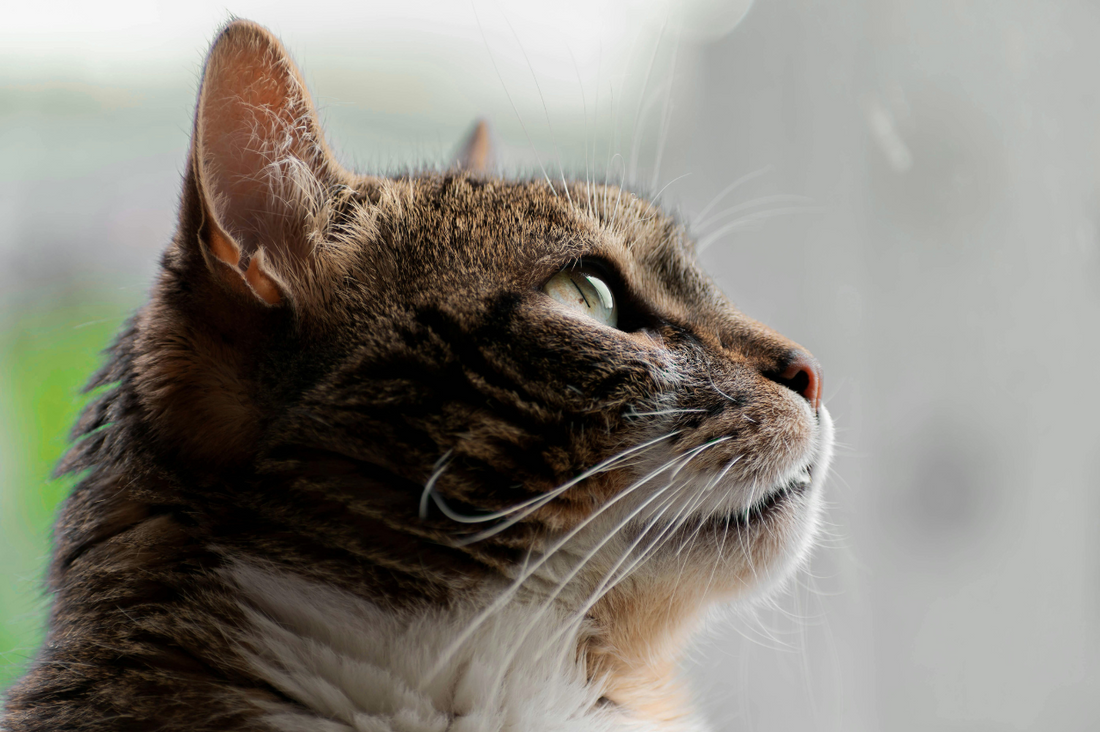 Kaip pasiruošti vizitui pas veterinarą