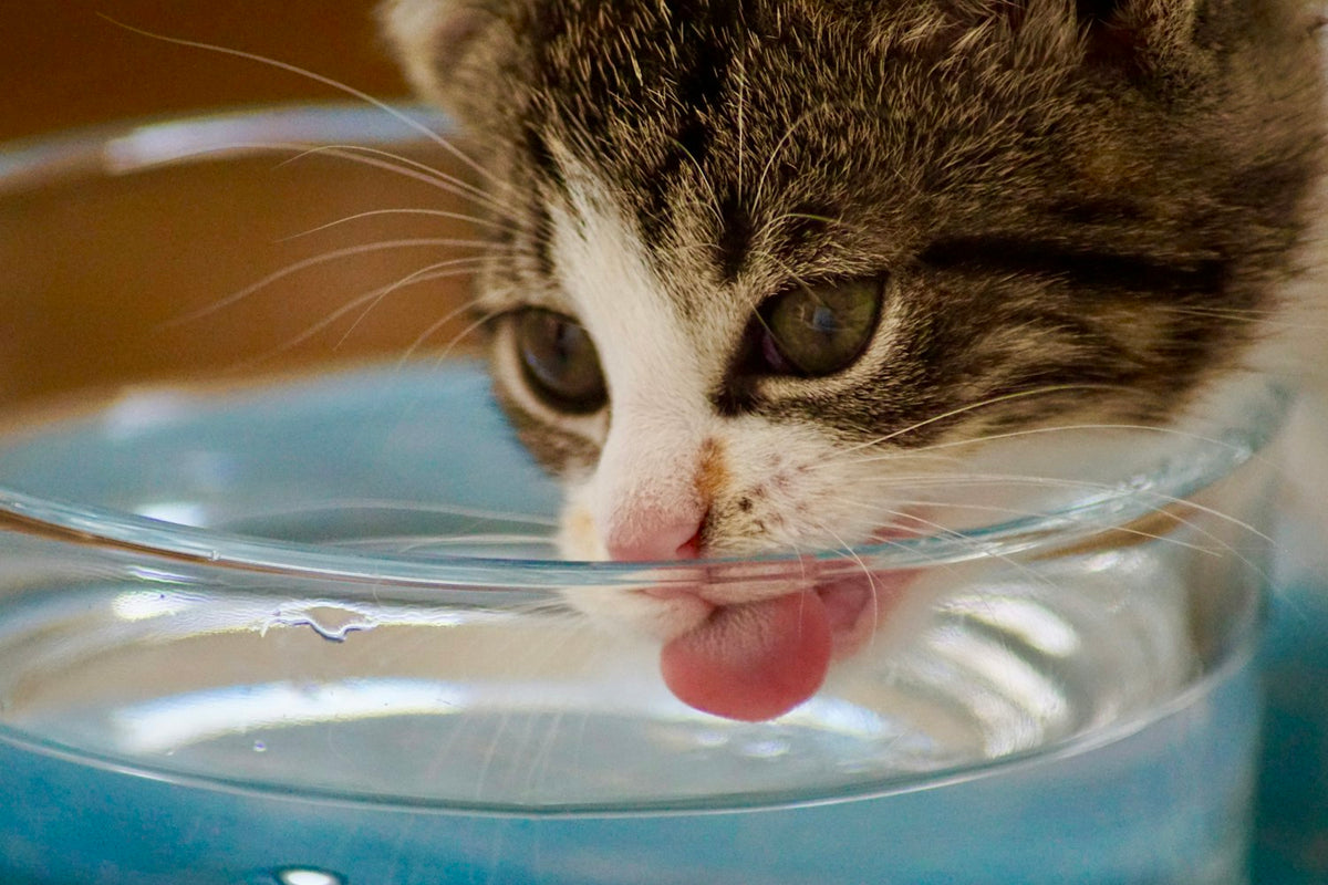Kačiukas geria vandenį iš dubenėlio