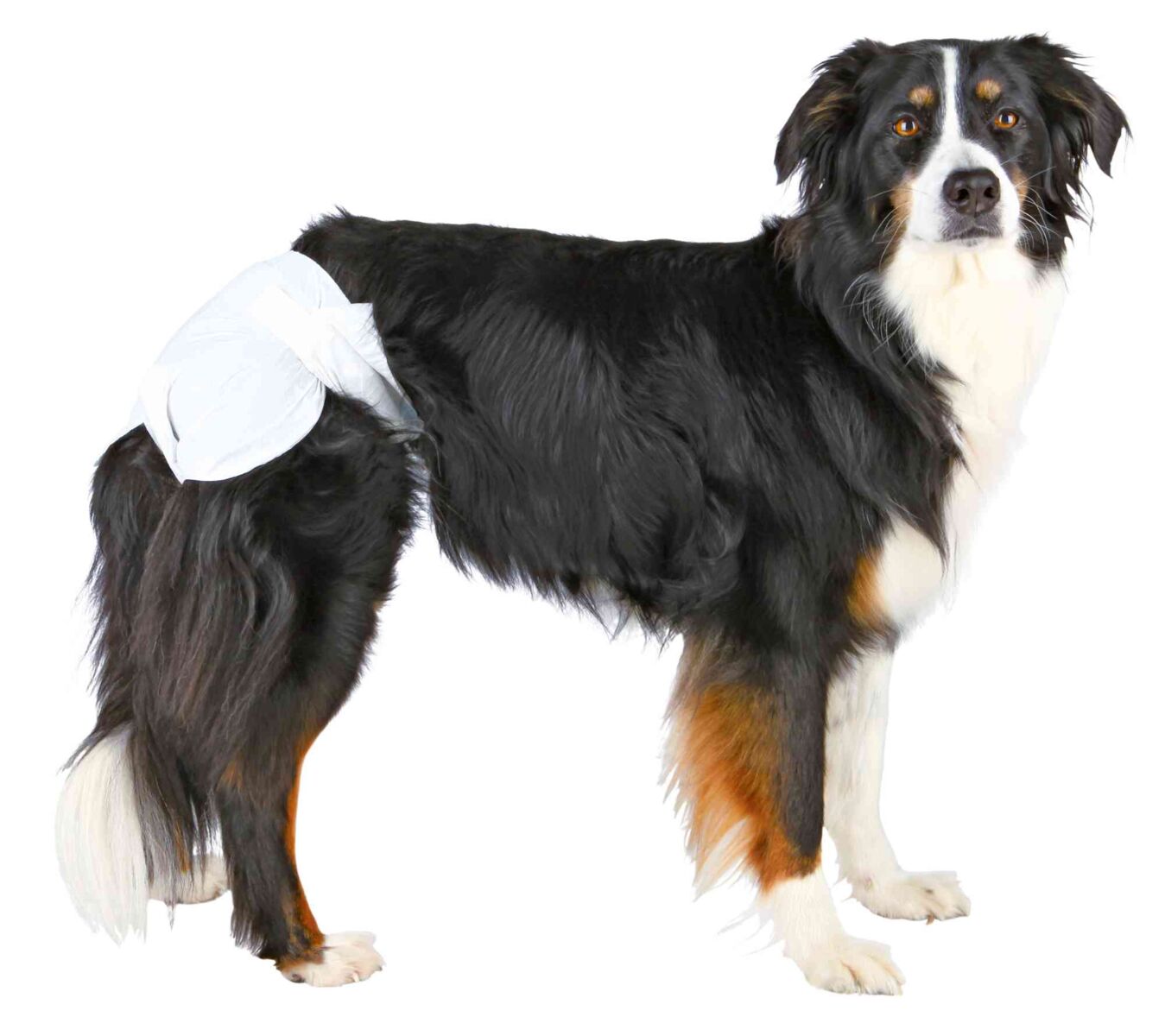 23636 TRIXIE Sauskelnės kalėms, XL 40-58 cm, 12 vnt.