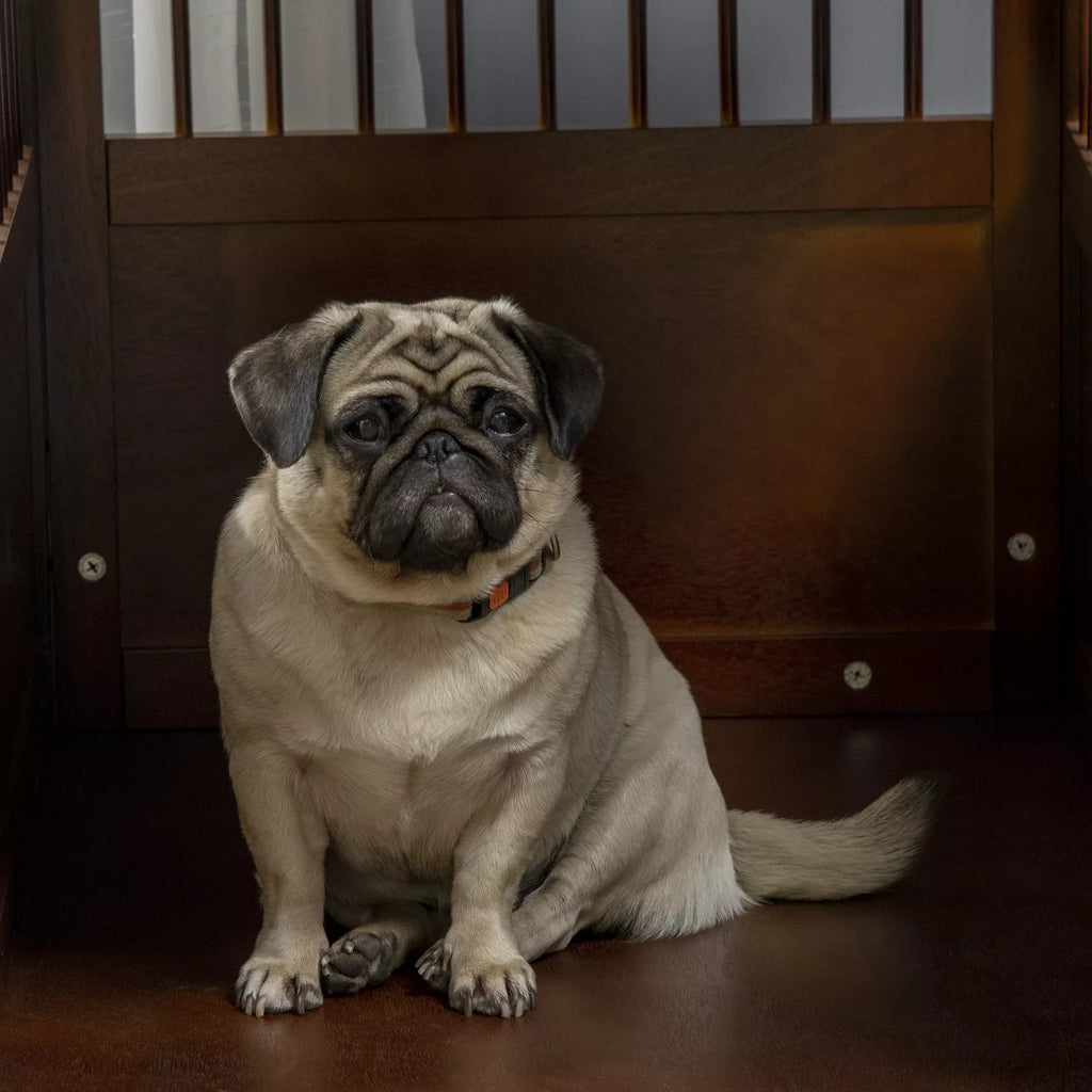 Šunų narvas su užraktu, paaukštintu pagrindu, transportavimo dėžė, 80,5 cm x 59,5 cm x 67,5 cm, rudas