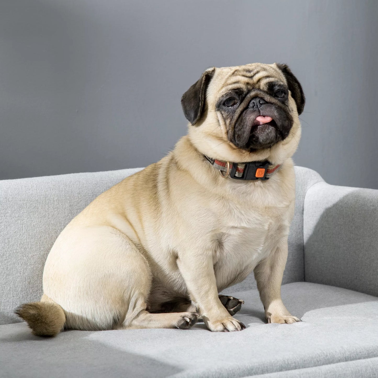 Šunų sofa su minkštu užvalkalu, naminių gyvūnėlių sofa su medinėmis kojelėmis, šunų guolis 82 x 54 x 36 cm