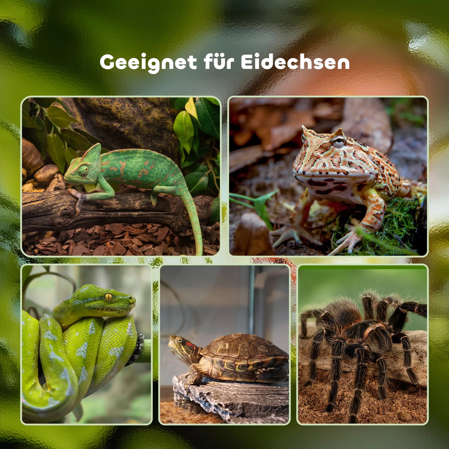 Terārijs rāpuļiem, ar termometru sloksnītēm, barošanas durtiņām, 50 cm x 30 cm x 25 cm, stikls + metāls, melns